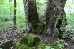 Nook